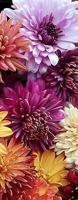 Chrysanthemen